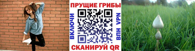 Псилоцибиновые грибы MAGIC MUSHROOMS  нарко площадка какой сайт  Николаевск-на-Амуре 